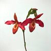 Phrag. Memoria Dick Clements 
